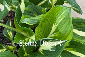 Hosta 'Amazone'