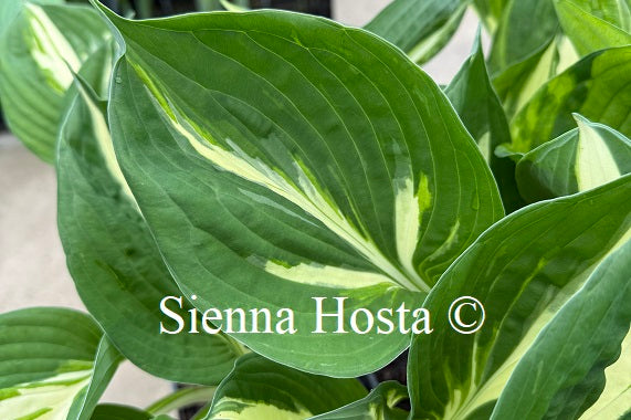 Hosta 'Amazone'