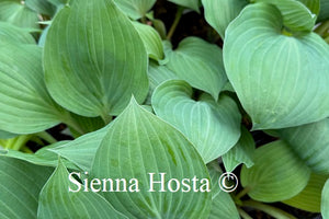 Hosta 'Holar Purple Haze'
