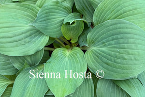Hosta 'Holar Purple Haze'