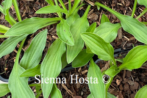 Hosta 'Mount Kirishima'