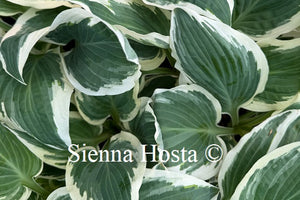 Hosta 'Marshmallow Clouds'