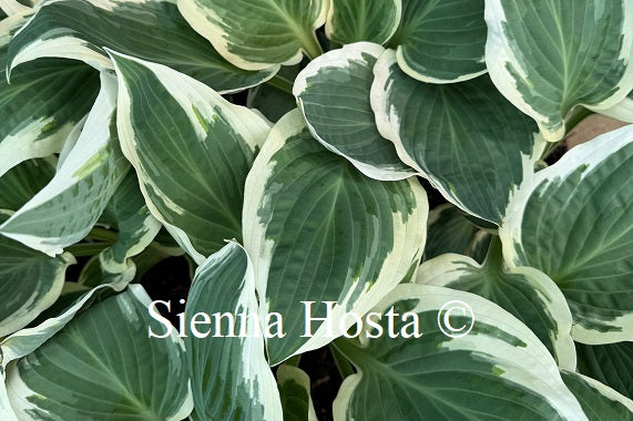 Hosta 'Marshmallow Clouds'