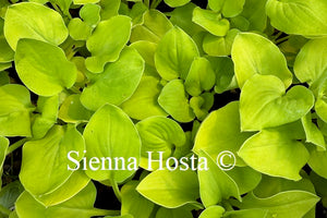 Hosta 'Limey Lisa'
