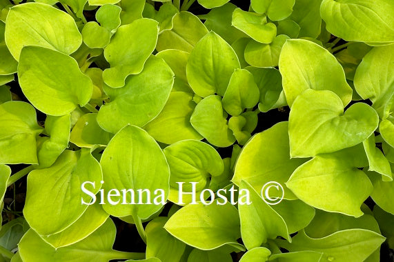 Hosta 'Limey Lisa'
