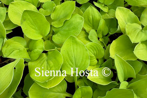 Hosta 'Limey Lisa'