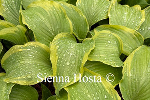 Hosta'Monkey Business'