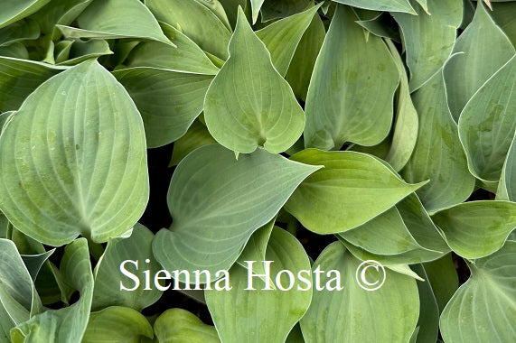 Hosta 'Baby Blue Eyes'