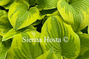Hosta 'Delta Dawn'