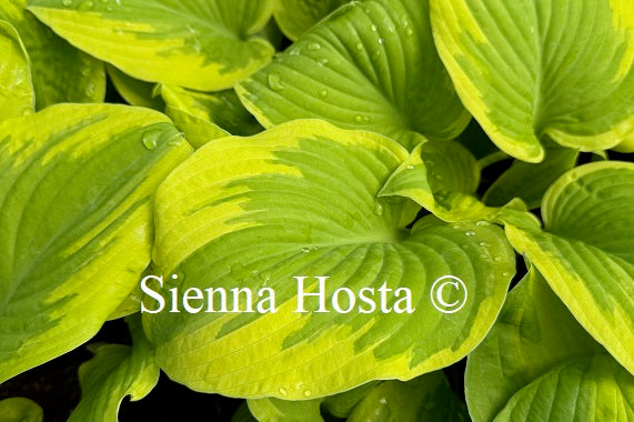Hosta 'Delta Dawn'