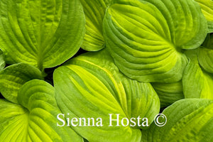Hosta 'Dance With Me'