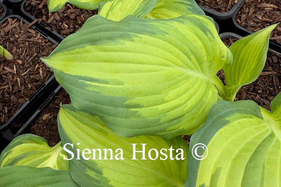 Hosta 'The Queen'