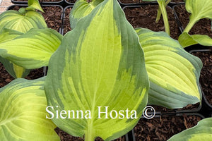 Hosta 'The Queen'
