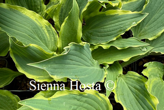Hosta 'Leather and Lace'