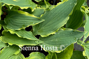 Hosta 'Leather and Lace'