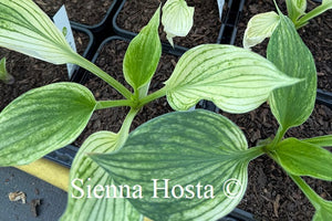 Hosta 'Silver Feather'