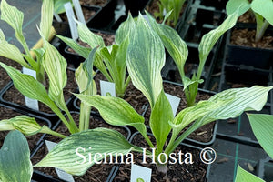 Hosta 'Silver Feather'