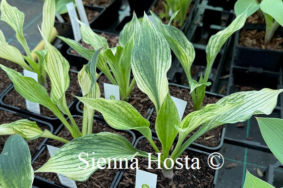Hosta 'Silver Feather'