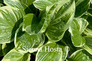 Hosta 'Royal Charmer'