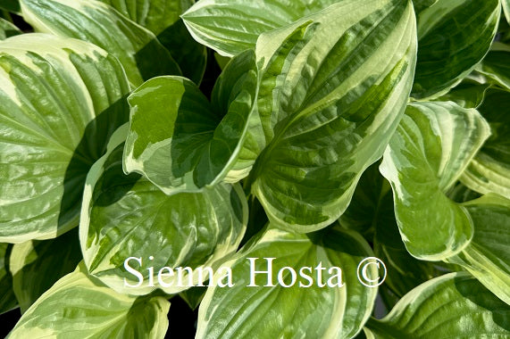 Hosta 'Royal Charmer'