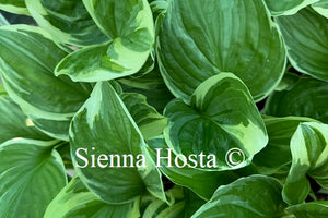 Hosta 'Royal Charmer'