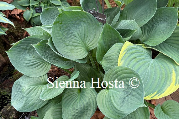 Hosta 'Pete's Dark Satelite'