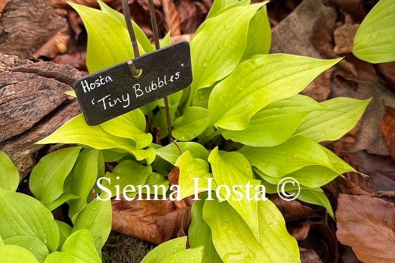 Hosta 'Tiny Bubbles'