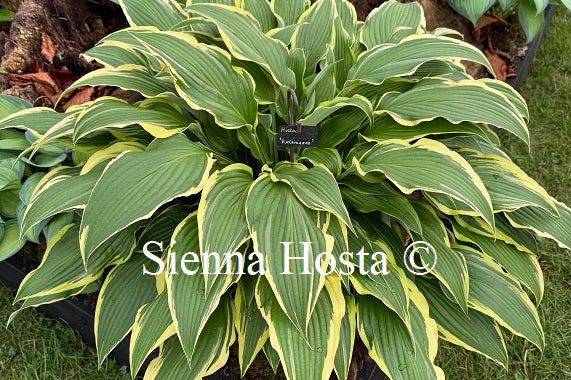 Hosta 'Kalamazoo'