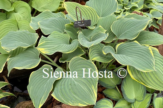 Hosta 'Sagae'
