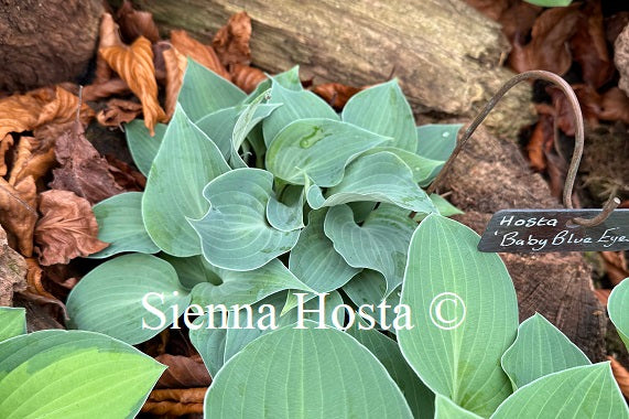 Hosta 'Baby Blue Eyes'