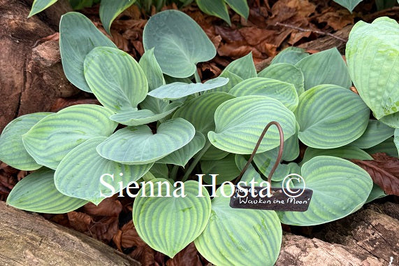 Hosta 'Waukon the Moon'