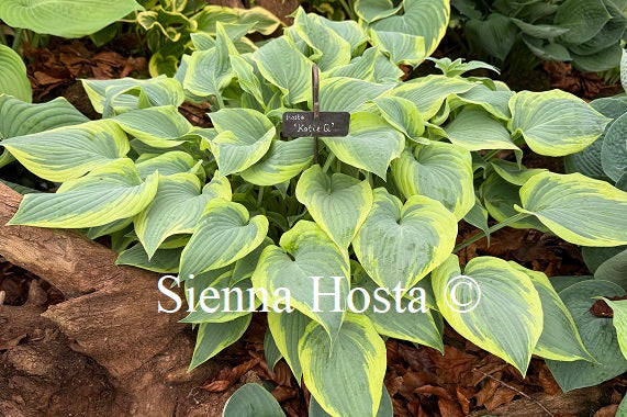 Hosta 'Katie Q'