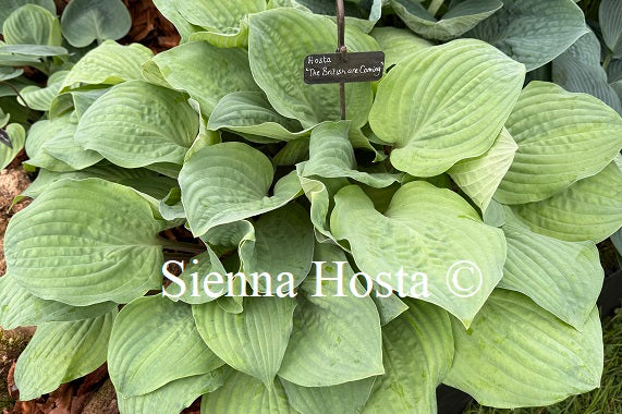 Hosta 'The British are Coming'