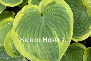 Hosta 'Baroness'