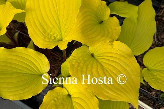 Hosta 'Chris' Tropical Sundown'