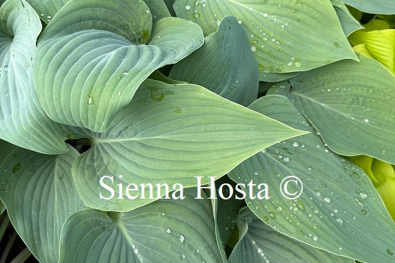 Hosta 'Holar Ice Empress'