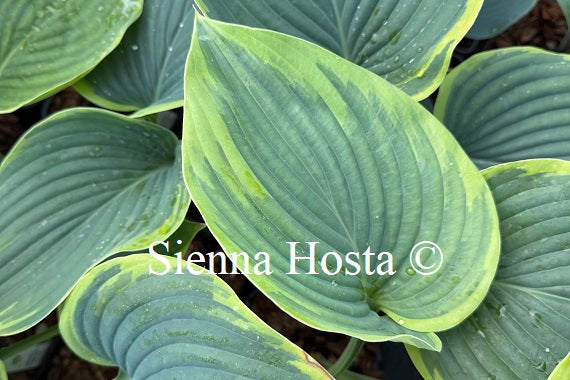 Hosta 'Gabriel's Wing'