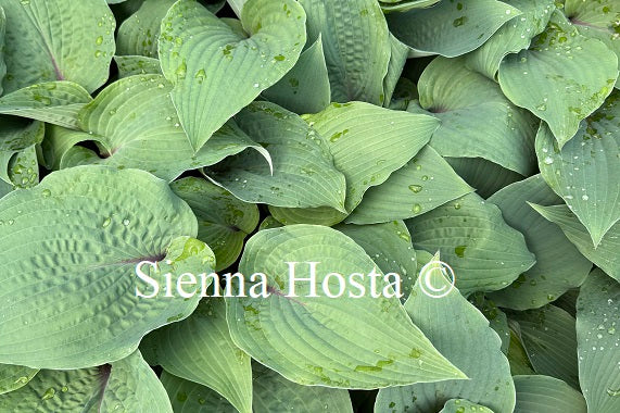 Hosta Jack Berry