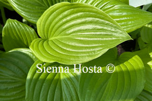 Hosta plantaginea 'Grandiflora'