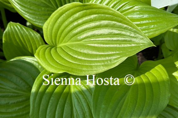 Hosta plantaginea 'Grandiflora'