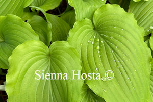 Hosta 'Valley's Lemon Limbo'