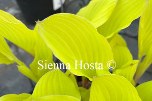 Hosta Fruit Punch