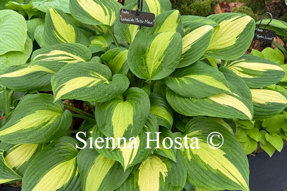 Hosta 'Lakeside Meter Maid'