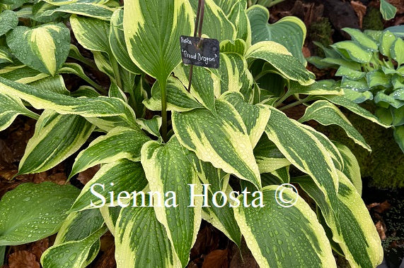 Hosta 'Proud Dragon'
