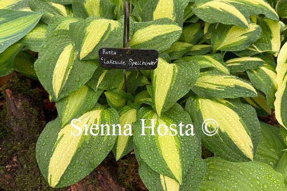 Hosta 'Lakeside Spellbinder'