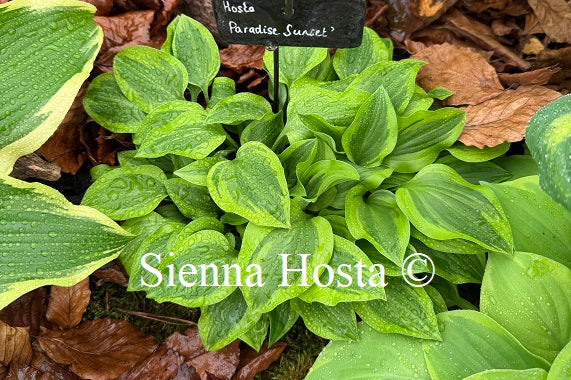 Hosta 'Paradise Sunset'