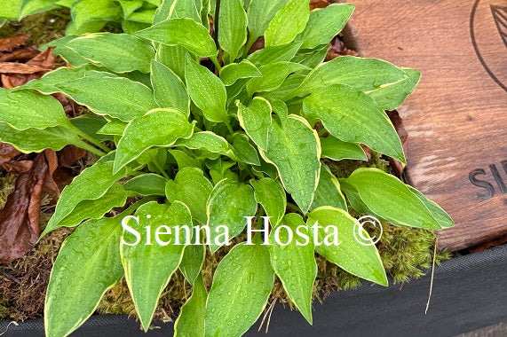 Hosta 'Kifukurin Ko Mame'