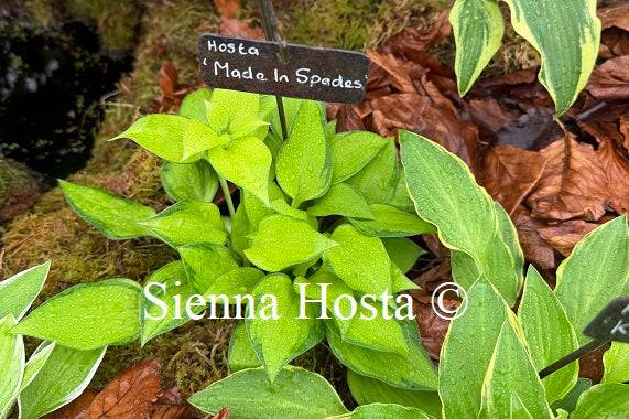 Hosta 'Made in Spades'