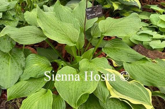 Hosta 'Sienna Susan'