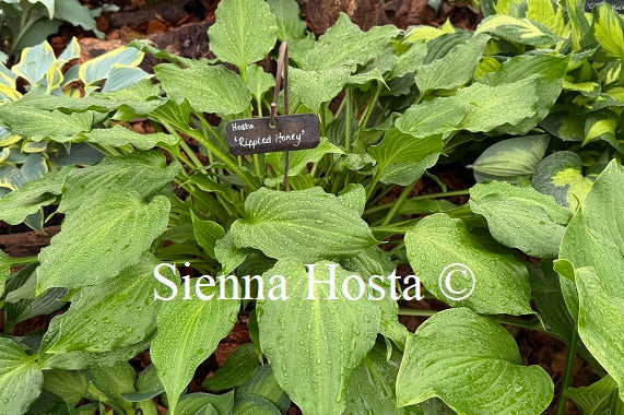 Hosta 'Rippled Honey'